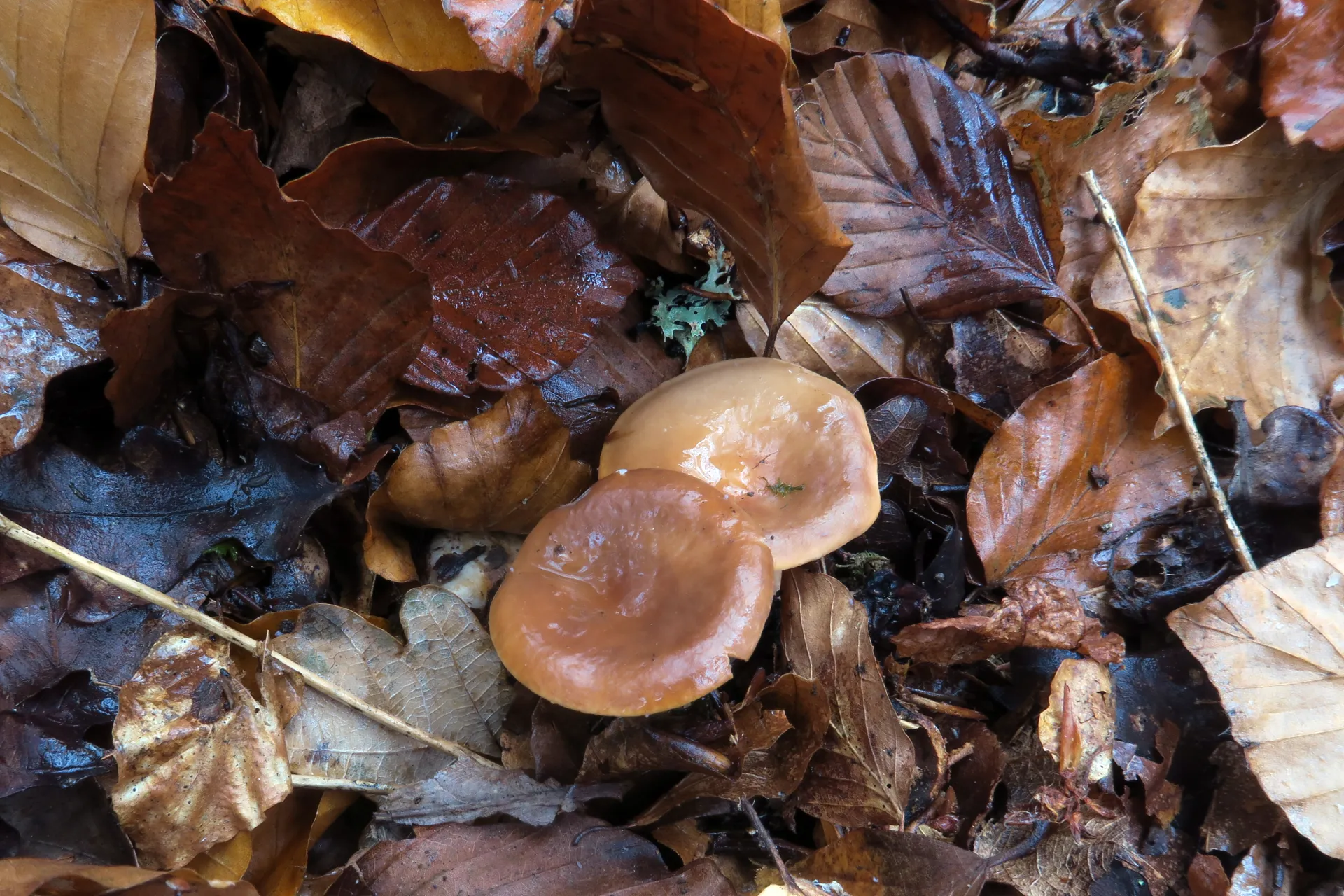 Lactarius tabidus - 1 - IMG_4698